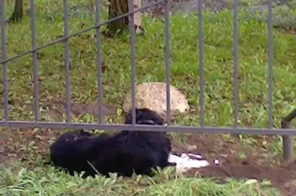 Найден черный пес на Ленской, 1к1