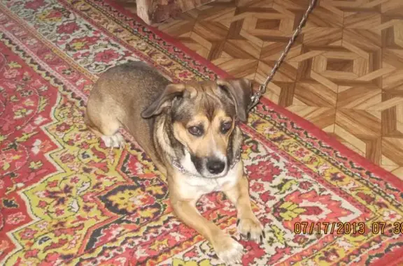 Собаки потеряшки, Зеледеевский сельсовет, фото: Потеряшка собака в Крючково, Красноярский край