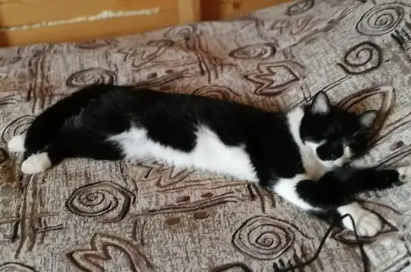 Кошки потеряшки, Мегет, фото: Потеряшка кошка на ул. Садовая в Мегете