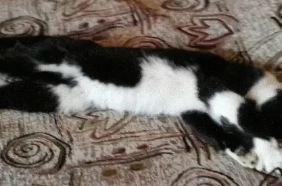 Кошки потеряшки, Зверево, фото: Потеряшка черно-белая кошка в СНТ Восход, Иркутская область.