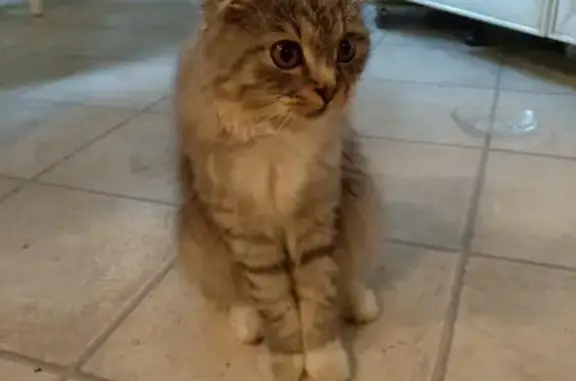Найдена худая кошка в Пушкино, Московская область