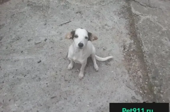 Пропала и найдена белая миниатюрная собачка в Пятигорске.
