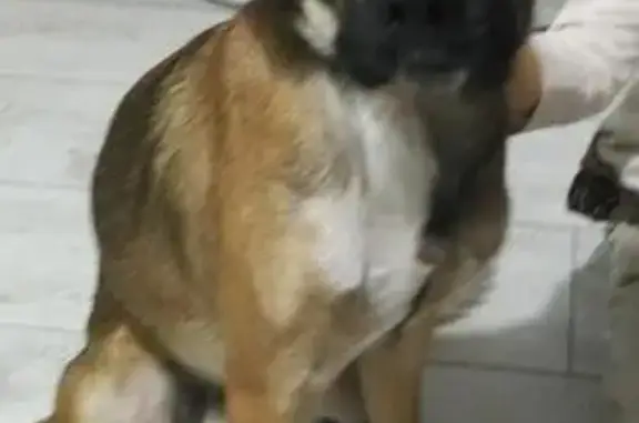Найден щенок боксера в Чебоксарах