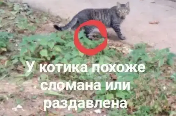 Найден кот с сломаной лапкой в Подольске, М.О.
