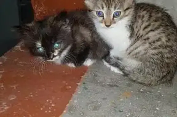 Найдены котята в Чите