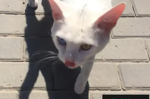 Необычный белый котик с голубым и желтым глазом найден в Волгограде
