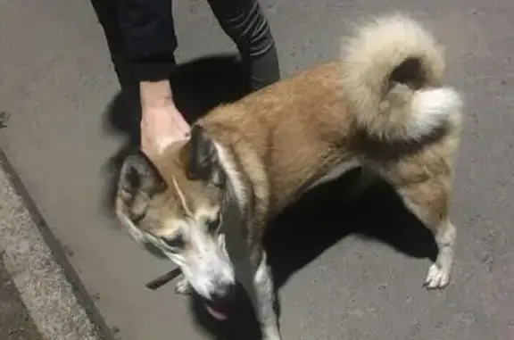 Пропала собака в районе Кукковки, Петрозаводск