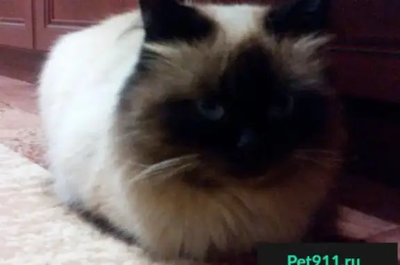 Кошки потеряшки, Тамбов, фото: Потеряшка кот в мкр-не Слобода, Тамбов