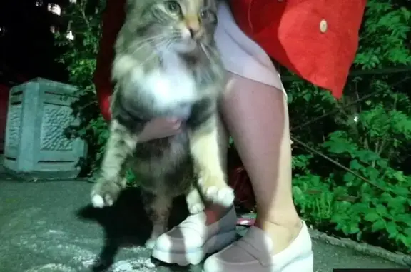 Пропала домашняя кошка на Шуваловском проспекте