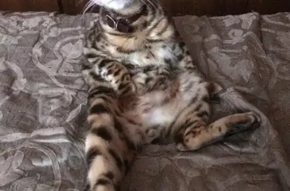 Кошки потеряшки, садовое товарищество Светлоозёрный, фото: Потеряшка кошка на даче СОНТ 