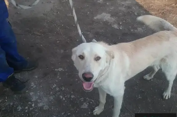 Найдена ласковая собака в Пушкине, ищем хозяина!