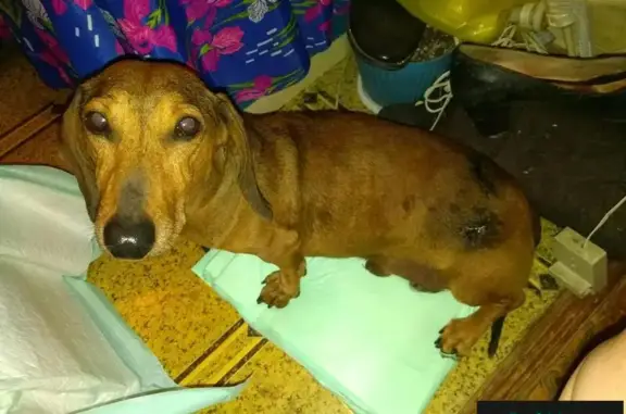Найден покусанный пес-такса в Самаре