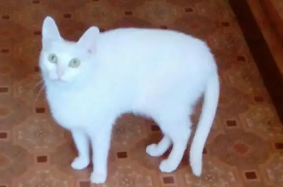 Пропала белая кошка с Островского 44, помогите!
