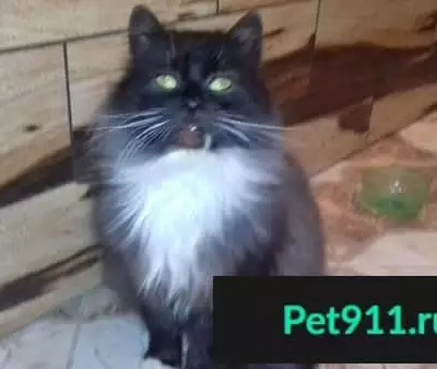 Найдена кошка в Катыни и ищет дом