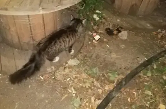 Найдена кошечка в Юго-Восточном районе Москвы