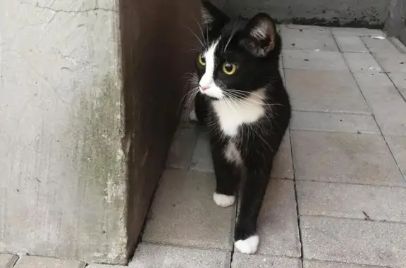Найдена кошка в Десёновском поселении