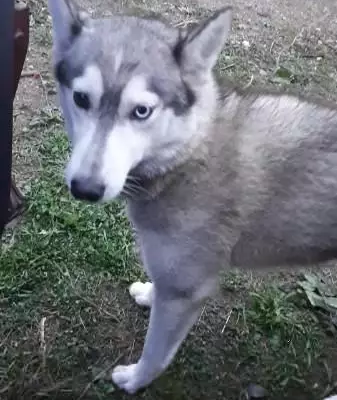 Пропала собака Руна в п. Романово, Череповец или Судах