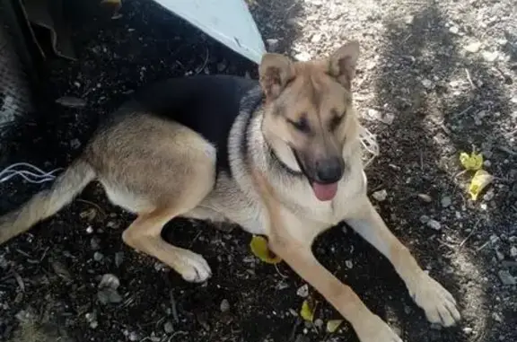 Найдена собака в Балках, Крым.