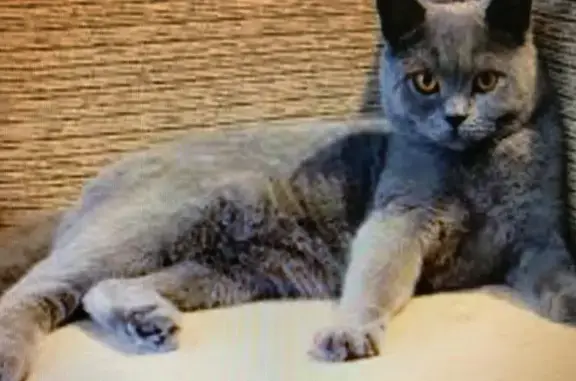 Найдена кошка в СНТ Афганец, Московская область