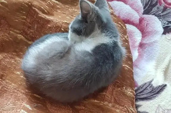 Найден маленький серенький котенок с коньюктивитом в Чите