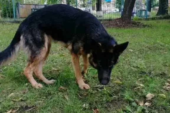 Найдена собака в Новокузнецке, ищет дом