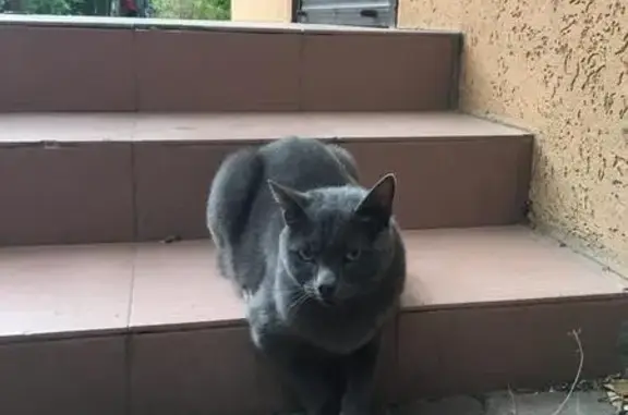 Найден кот на улице Козлова в Ростове-на-Дону