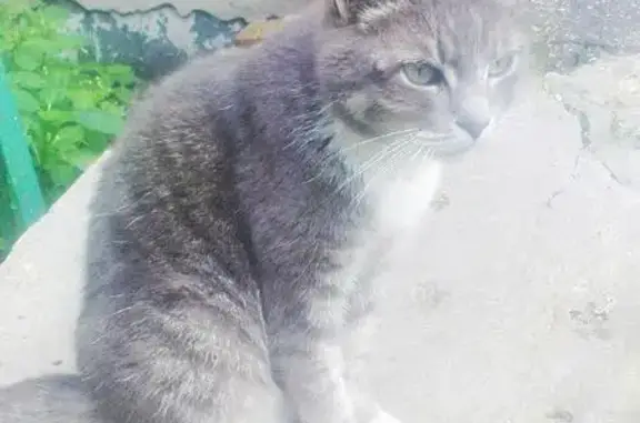 Найдена кошка Дымка в Пушкино