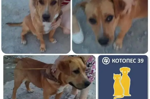 Найдена собака возрастом 9 мес. на ул. Левитана, ищет хозяев