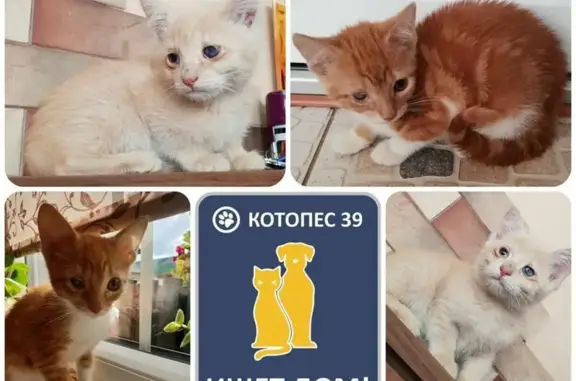 Ищут ответственные ручки: найдены котята в Калининграде