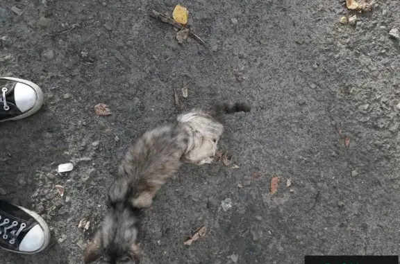 Кошка с сломаной лапой найдена на 80-гвардейской 10а