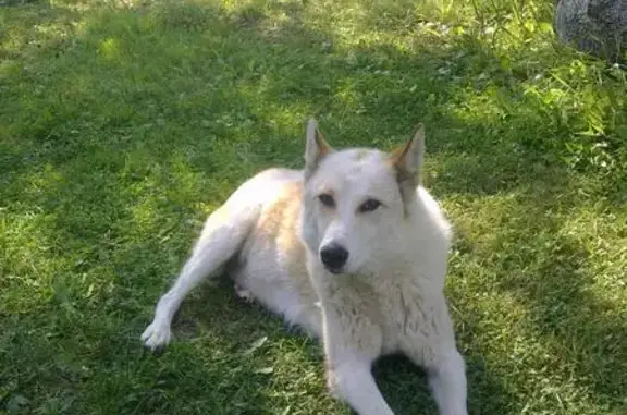 Найдена рыже-белая собака в Шапково, Московская область