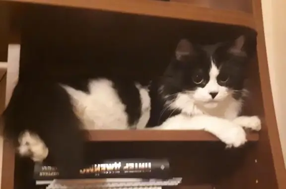 Потерянные животные Владивосток, фото: Пропала кошка во Владивостоке на Русской, 53Б