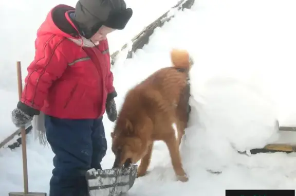 Пропала собака на Нижнеодесских дачах в Новокузнецке