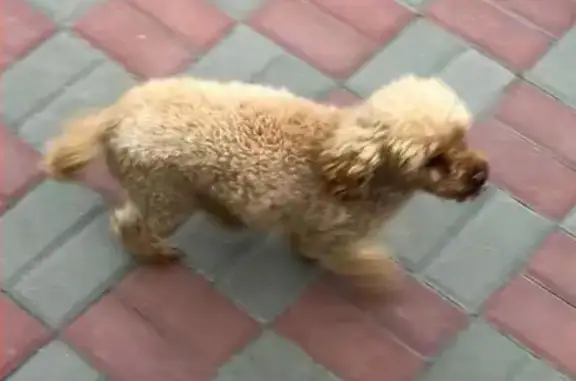 Пропала собака на Западном, жд район, Ростов-на-Дону