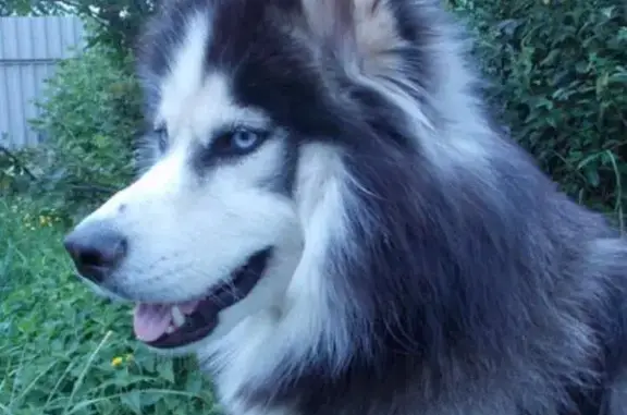 Пропала собака породы «Сибирский хаски» в Пушкино, Московская область
