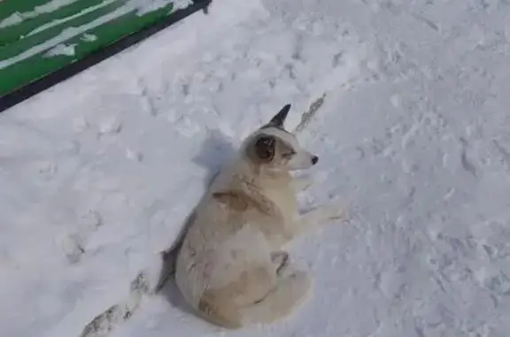 Пропала собака в Тюмени, ищем Беляшика с голубой биркой