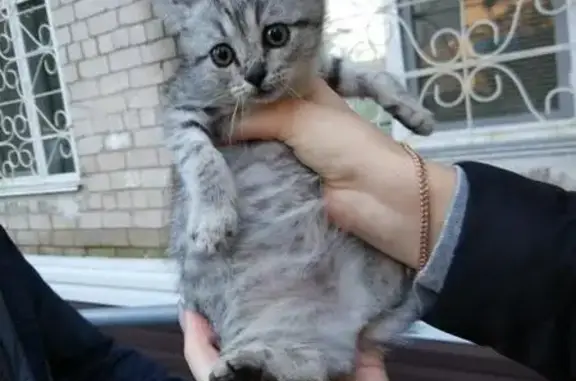 Найден котенок на улице в Комсомольске-на-Амуре