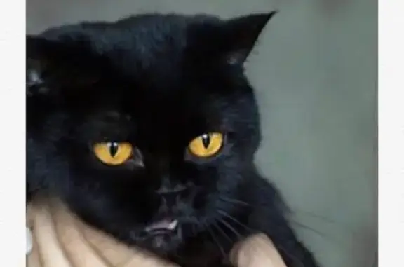 Пропала чёрная кошка в Видном, нужна помощь!