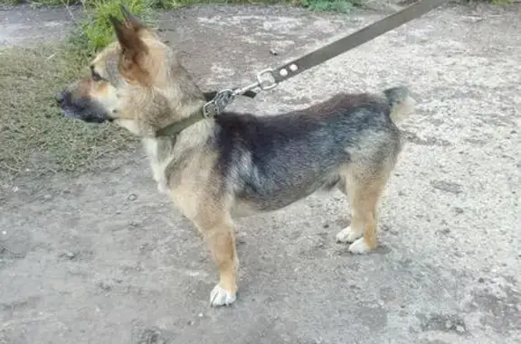 Найден пёс Рекс в Набережных Челнах.