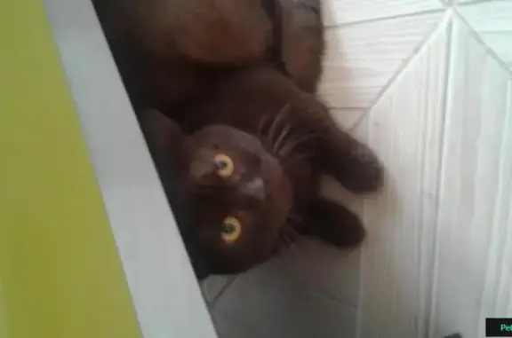 Найдена редкая кошка шоколадного окраса в Краснодаре