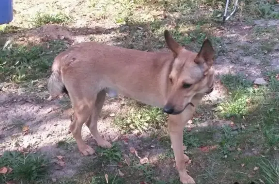 Пропала собака, найден в районе Силикатной платформы