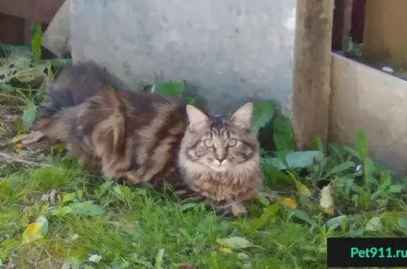 Пропала кошка Алька в районе п. Минзаг и СНТ Подосинки, Москва
