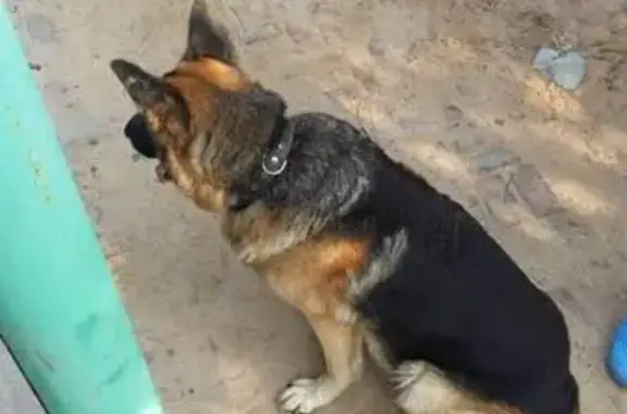 Найдена собака в Зеленогорске, срочно ищем хозяев!