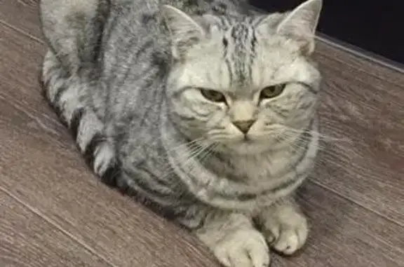 Кошки потеряшки, Тамбов, фото: Потеряшка кот в Лётном пер., вознаграждение.