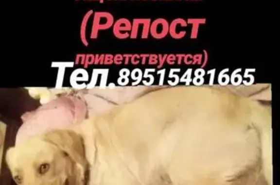 Собака найдена в р-оне Сахарного завода, ищем добрые руки (Воронежская обл., Лиски)
