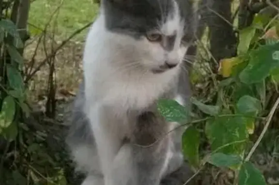 Найдена кошка Мини-кот в Черемушках