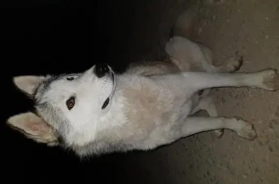 Собака ищет дом в коттеджном поселке Романовский Парк, Тульская область