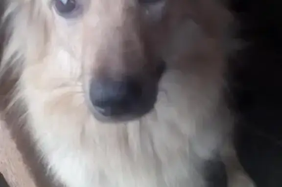Пропала собака Чапа в Свободном, Амурская область