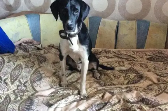 Пропала собака в Ярославле, найден годовалый чёрный терьер с белой грудкой.