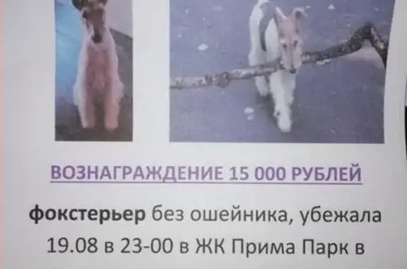 Пропала собака в ЖК Прима Парк, Щербинка